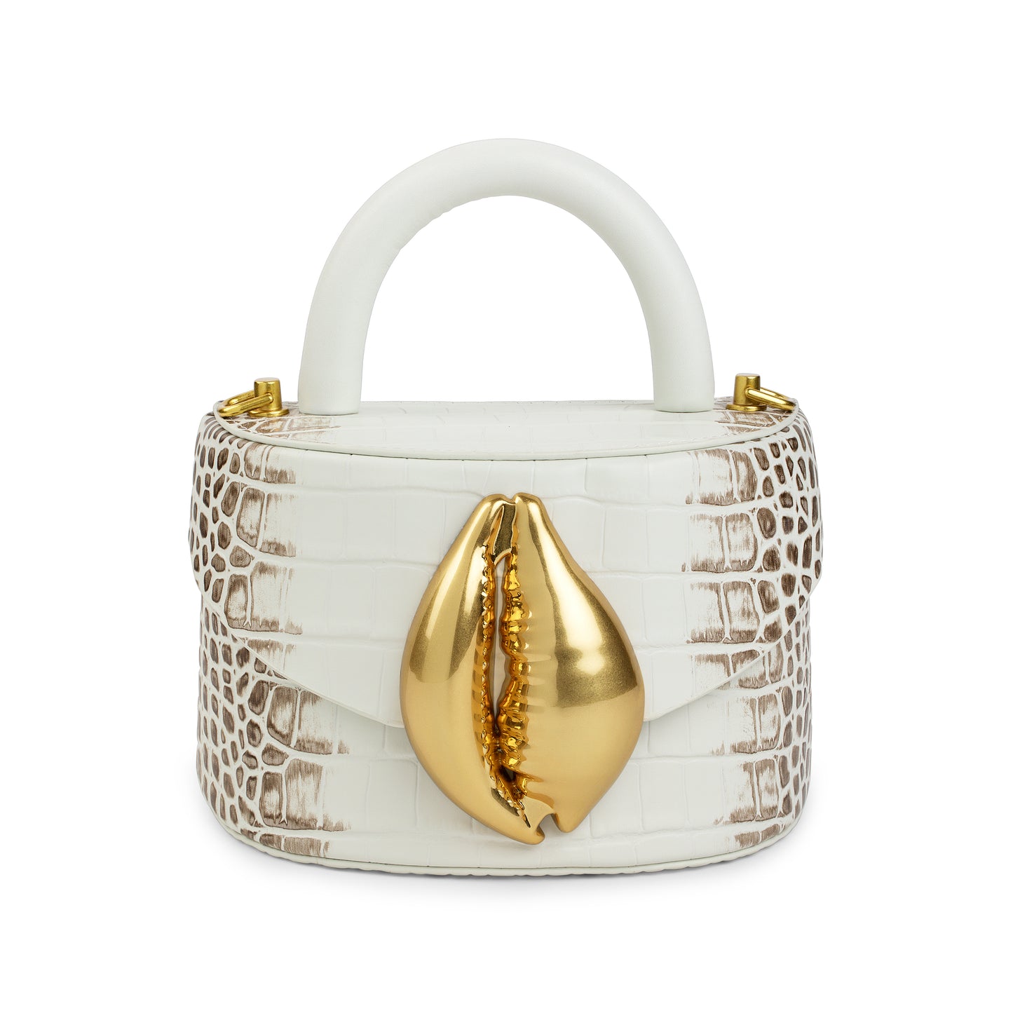 Himalayan Viera Cowrie Shell