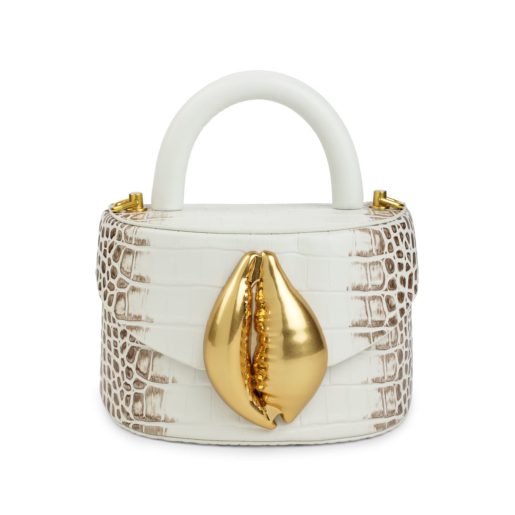 Himalayan Viera Cowrie Shell